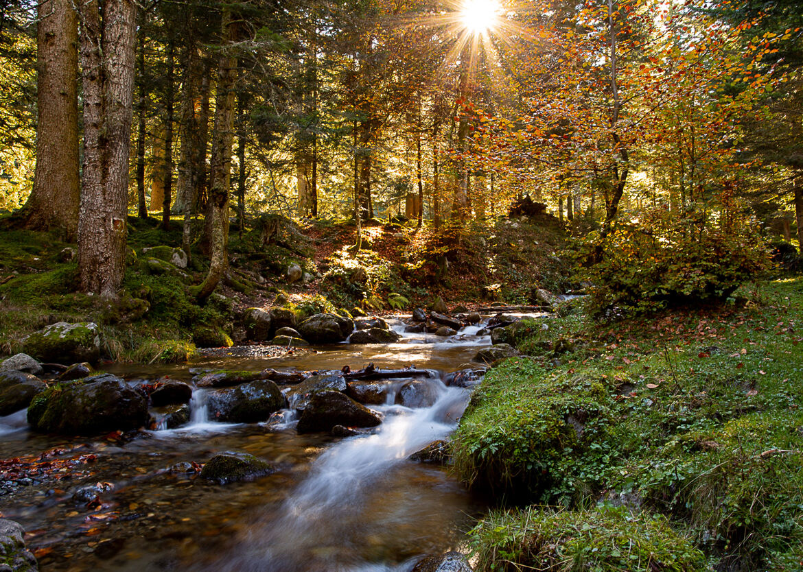 Au milieu coule une rivière