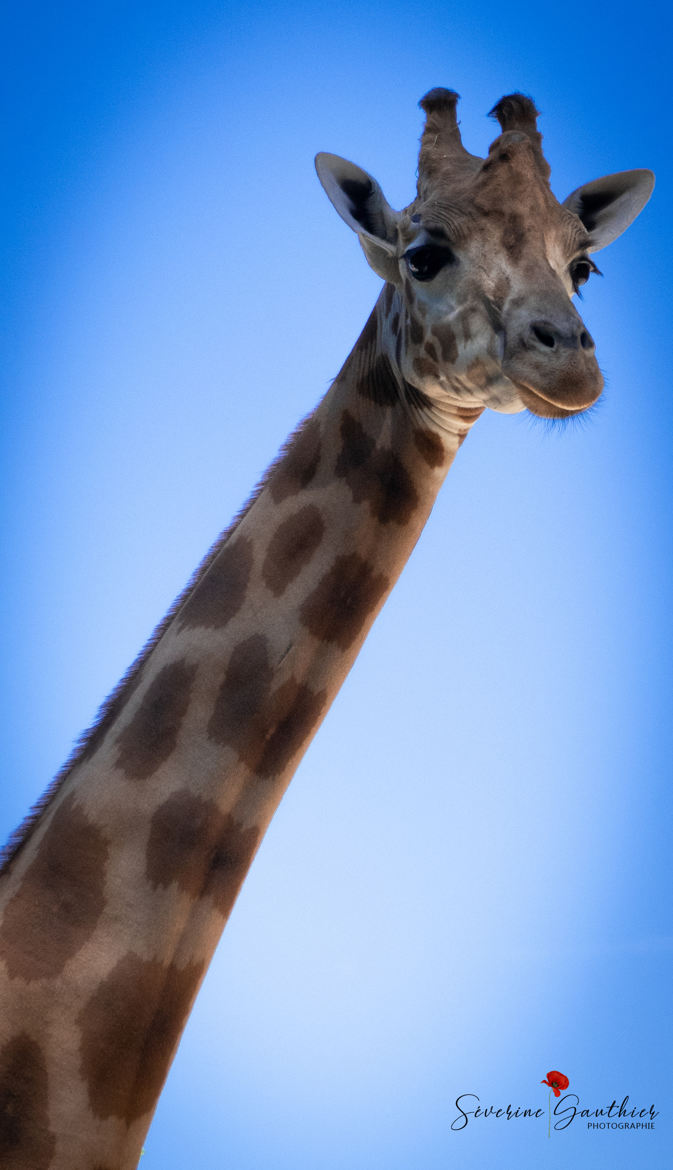 petit girafe