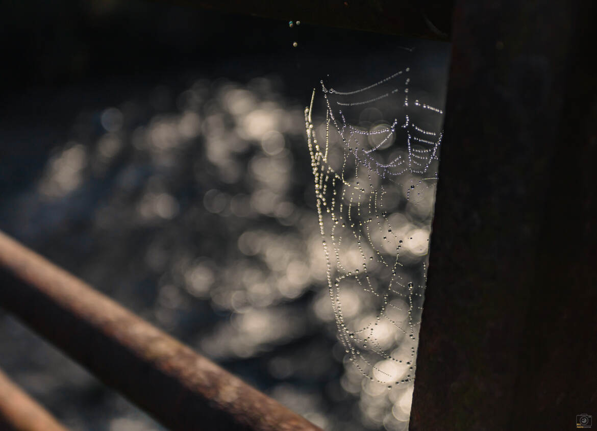 Perles de rosée