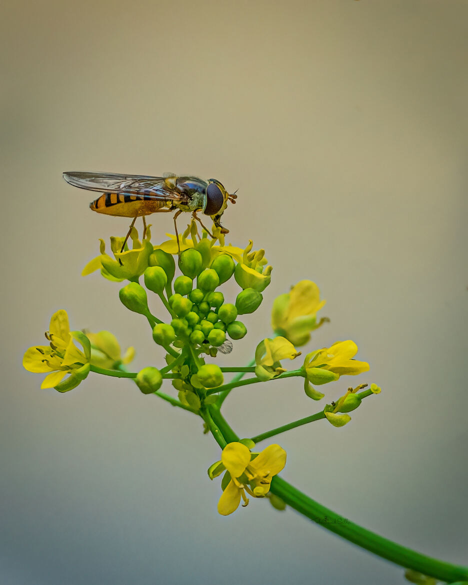 syrphidae