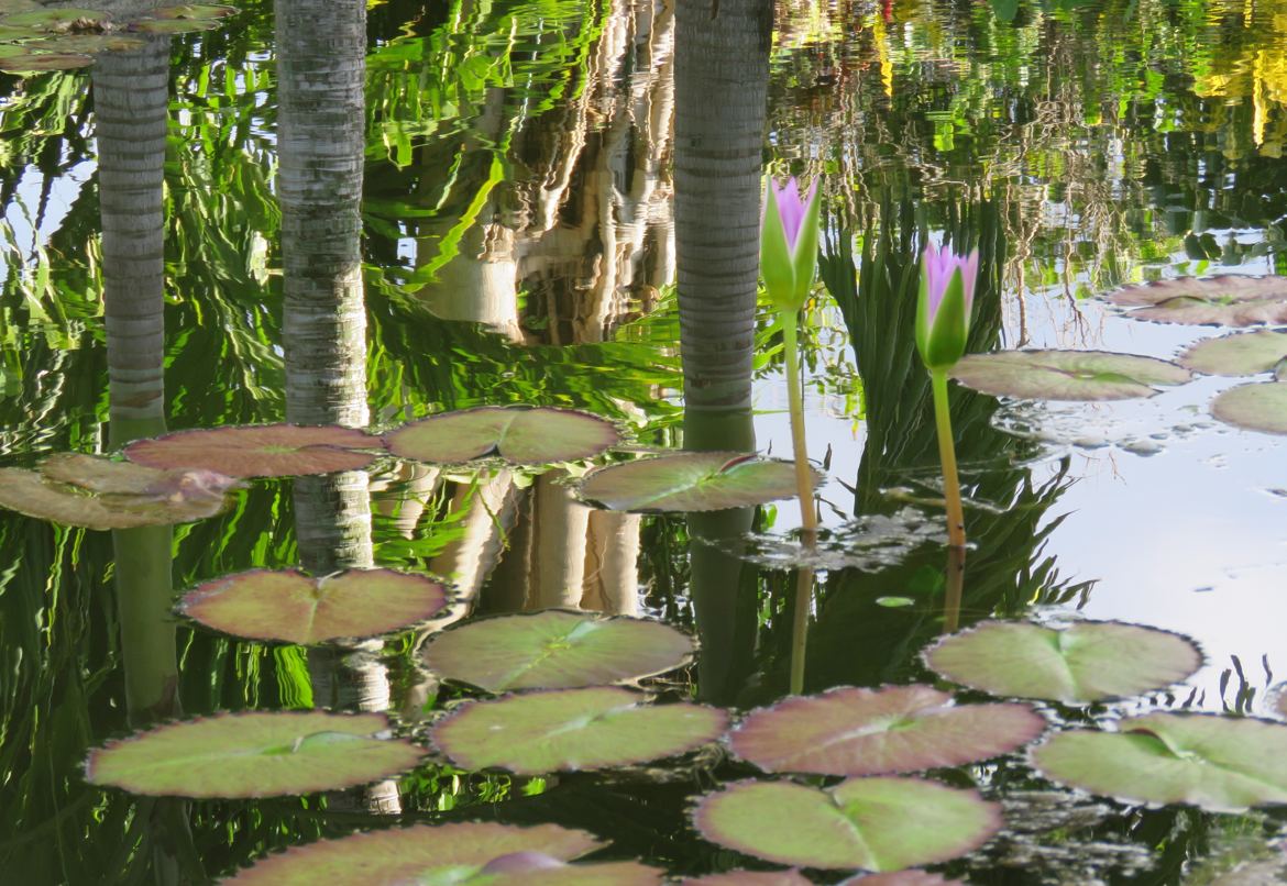 jardin d'eau