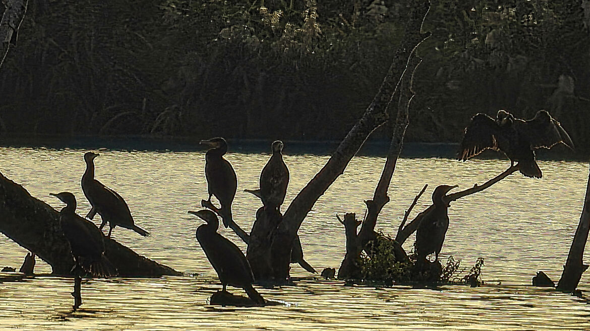 repos des cormorans