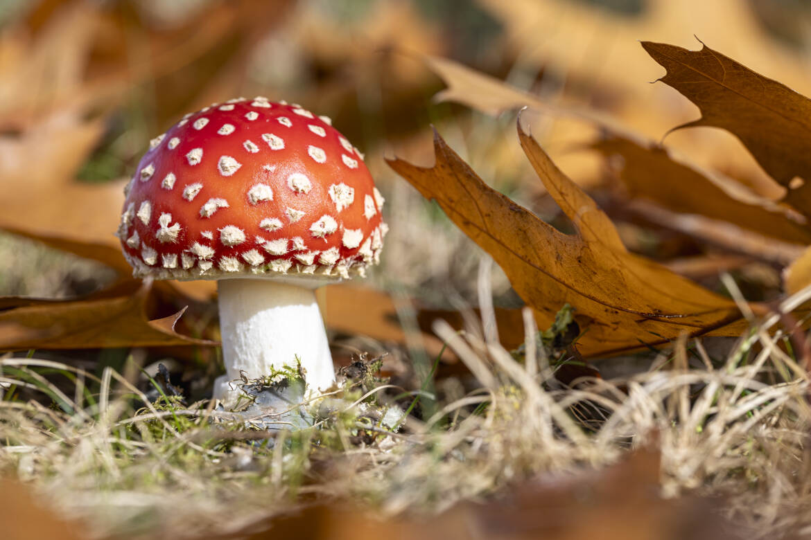 Amanita muscaria