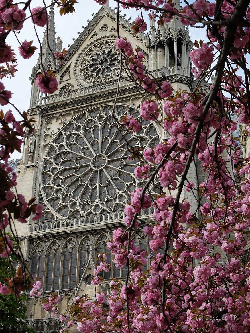 Notre-Dame de Paris au printemps
