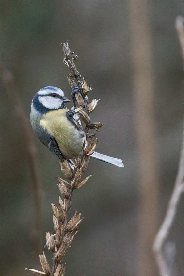 Mésange bleue