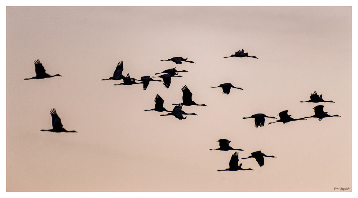 Grues cendrées