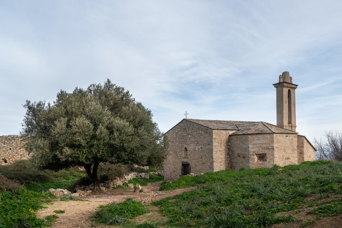 l'église et l'olivier