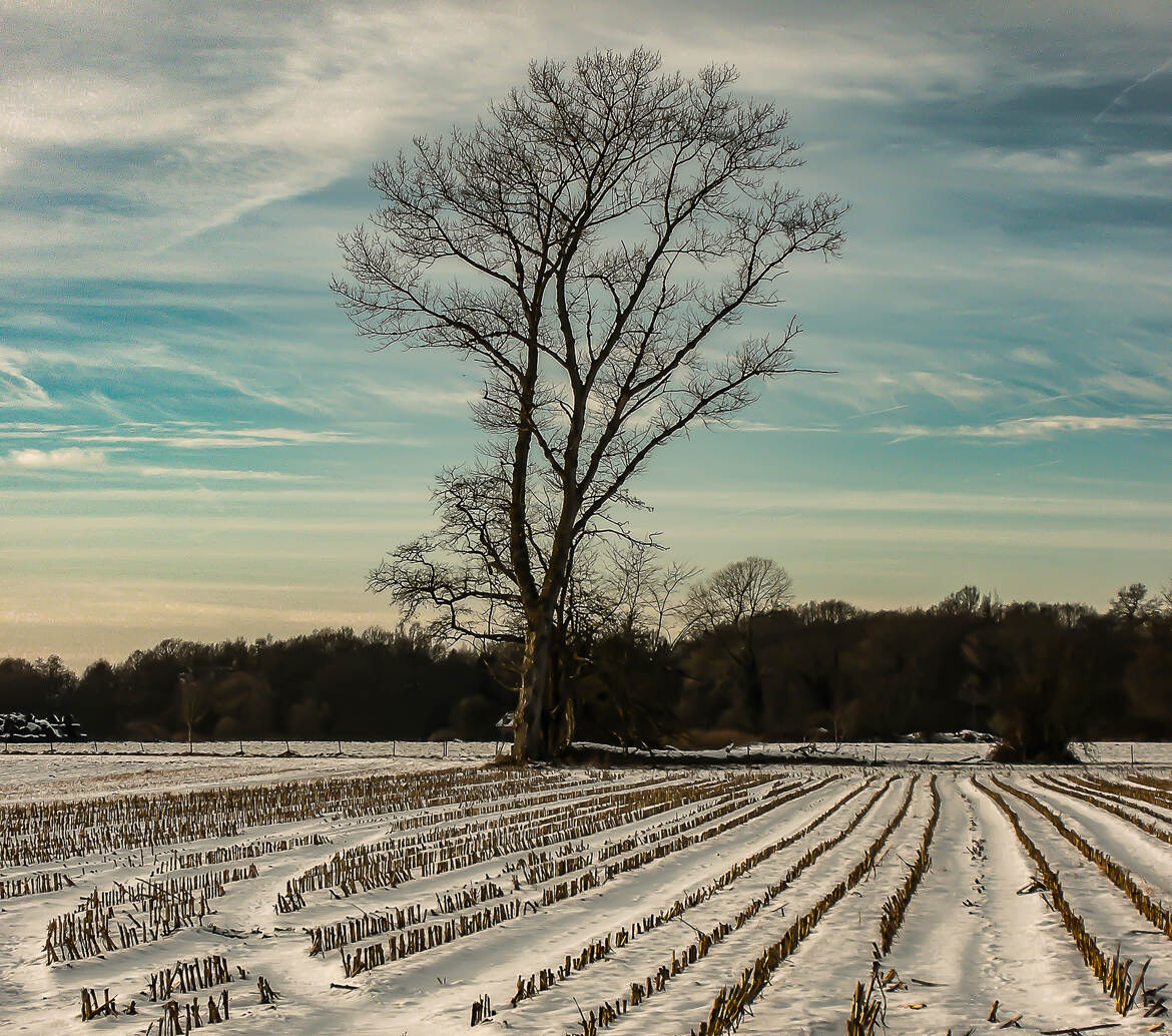 Vestige cultural hivernal