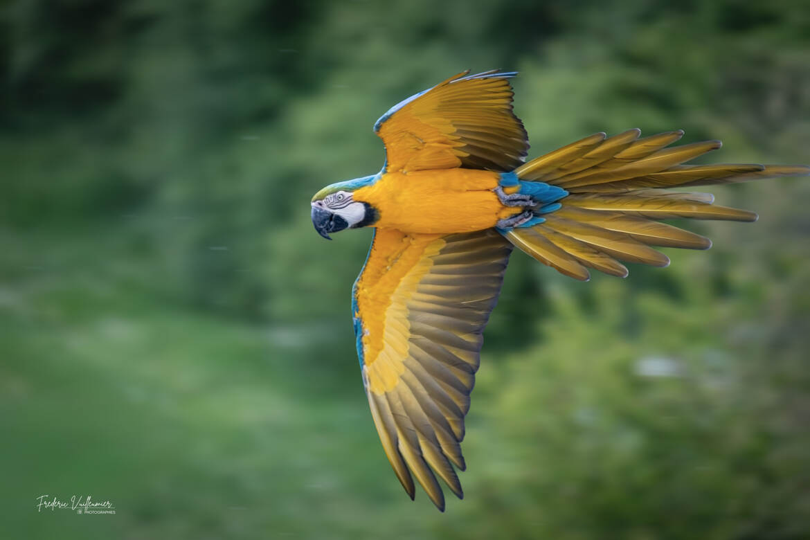 Plumes de lumière