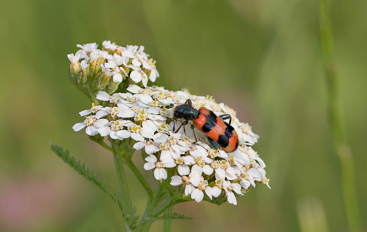 Clairon des abeilles