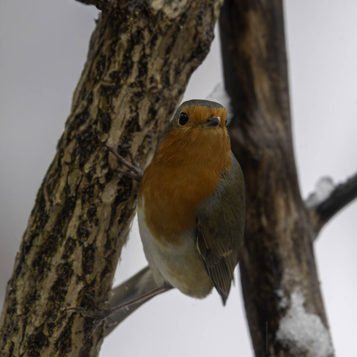 Le Rouge-gorge familier et le blanc de l'hiver