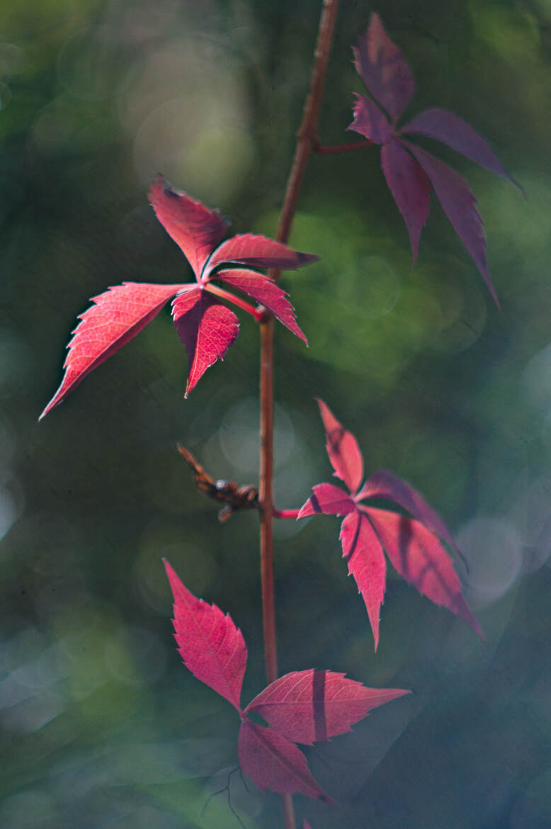 Feuilles d'automne