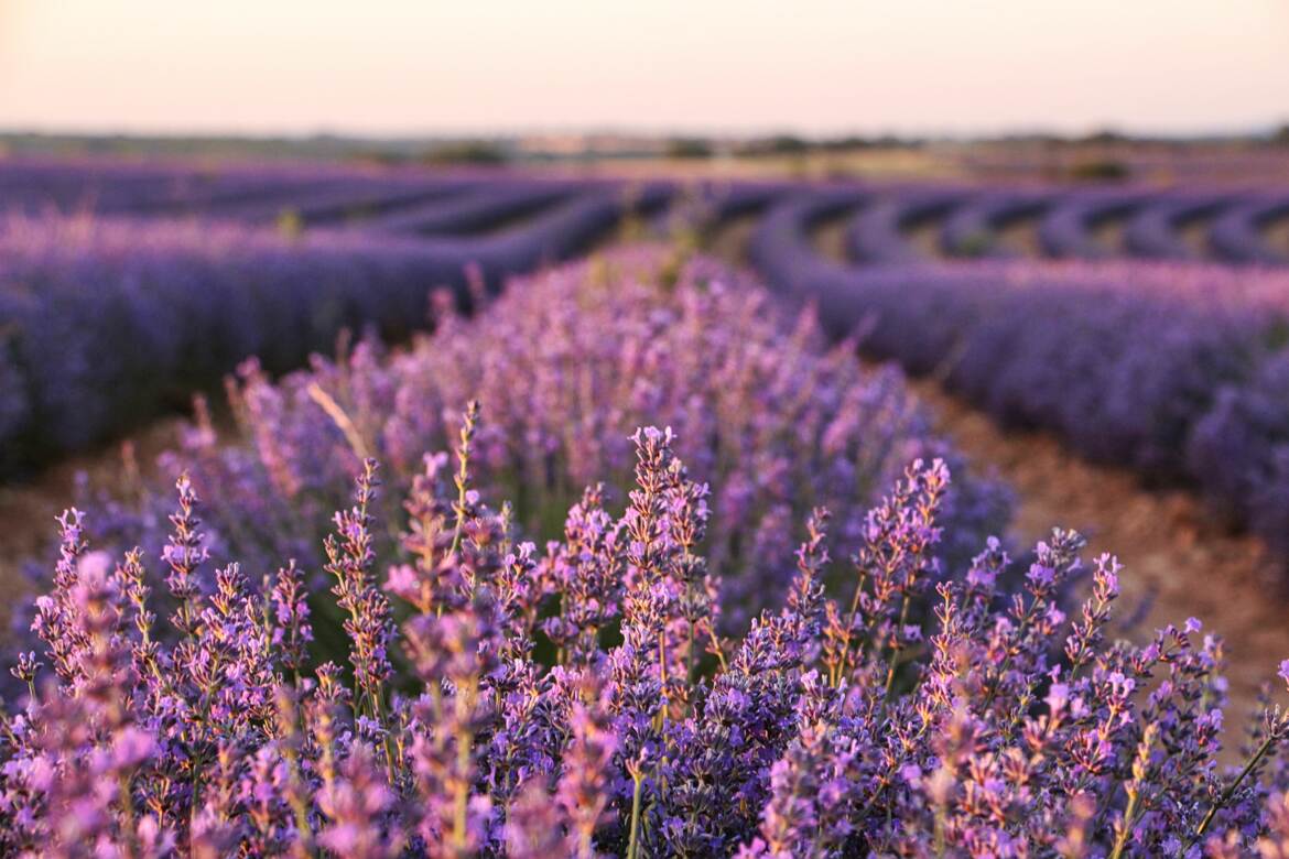 Lever de soleil sur le plateau de Valensole