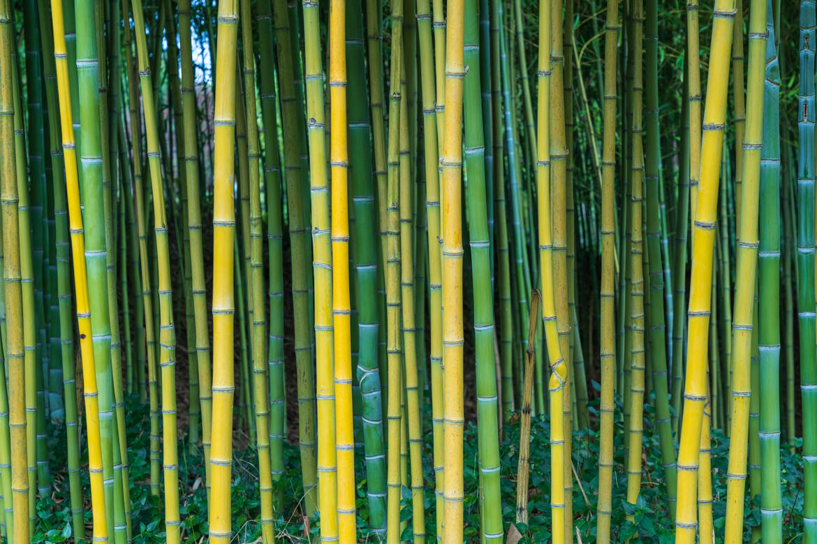 Bambouseraie colorée