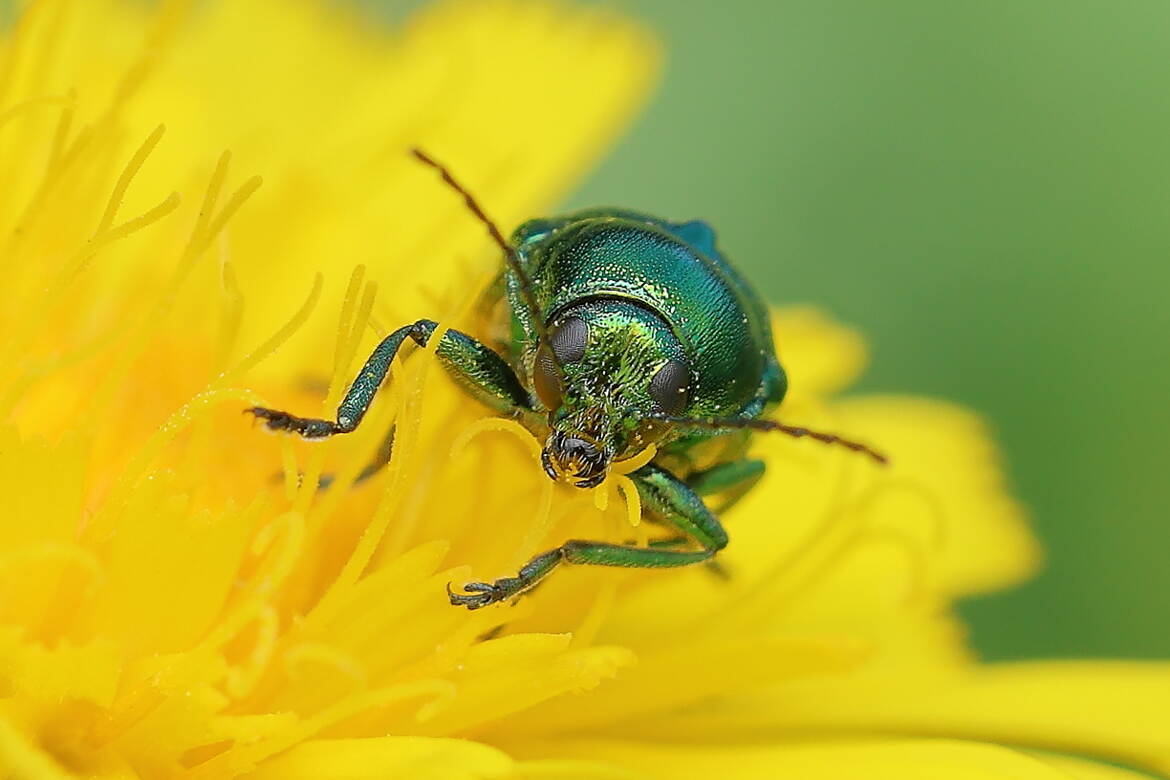 Face à un cryptocephalus