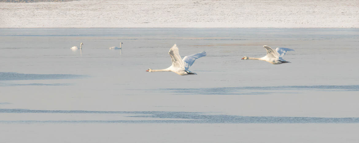 Couleurs d'hiver sur le lac du Temple