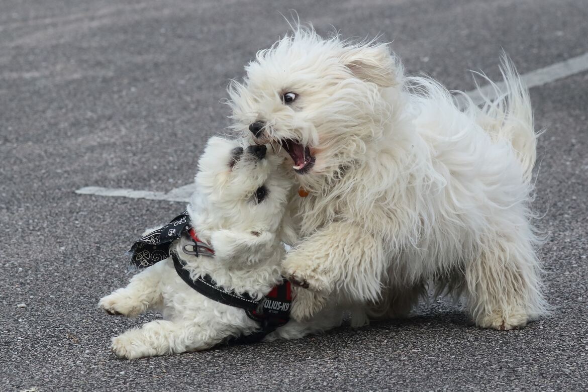 battle de bichon cotton