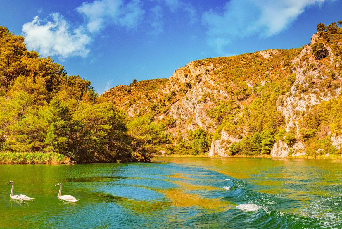 Cygnes à Krka (Avant traitement)