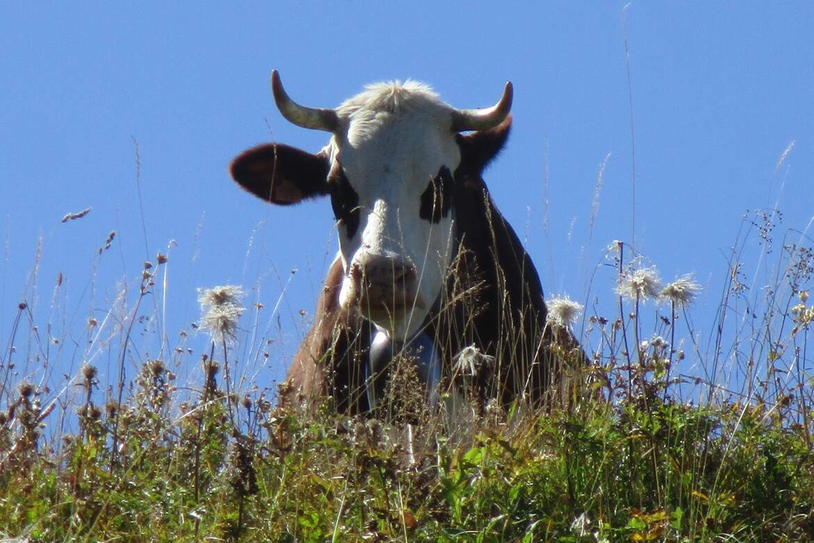 Paisible, majesteuse et généreuse