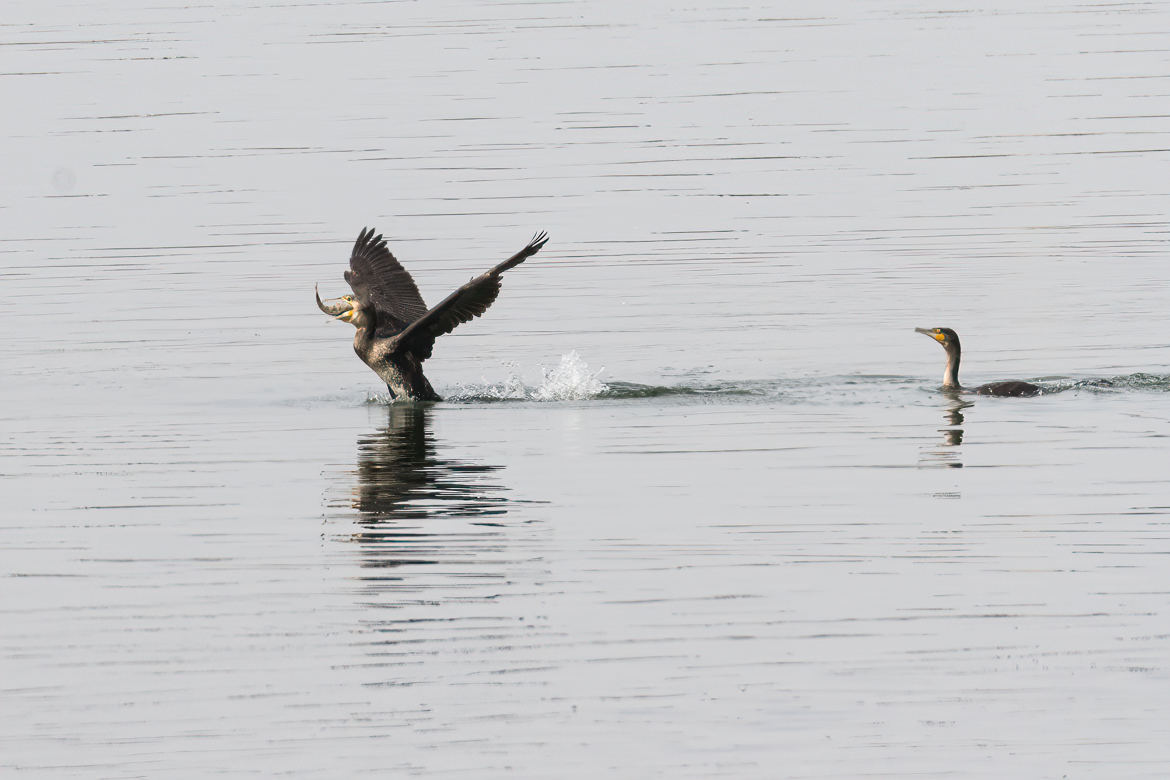 Grand Cormoran sur la Saône