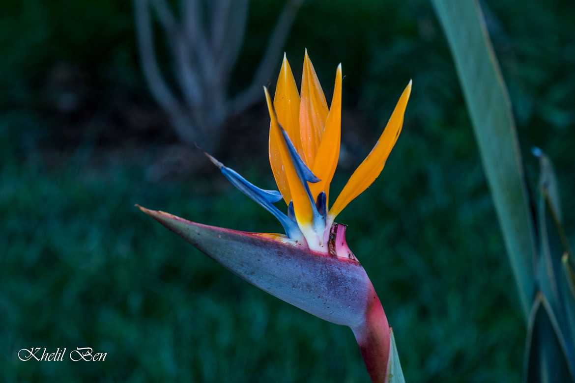 Oiseau du Paradis