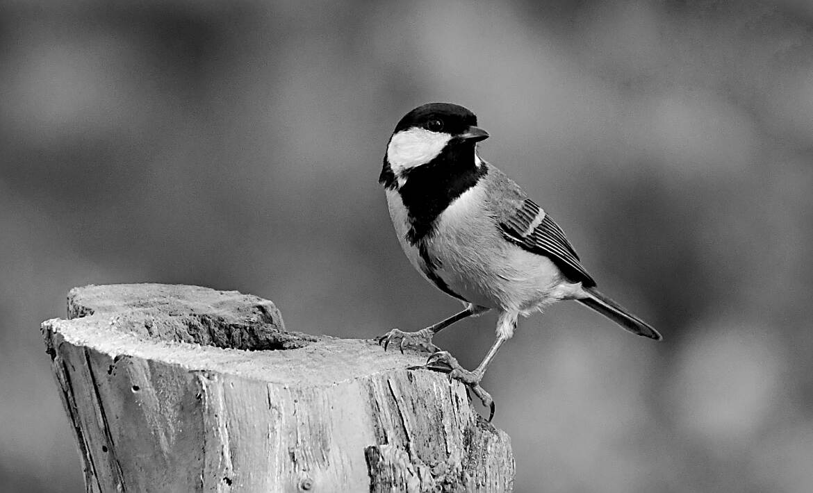 Nature monochrome (13)