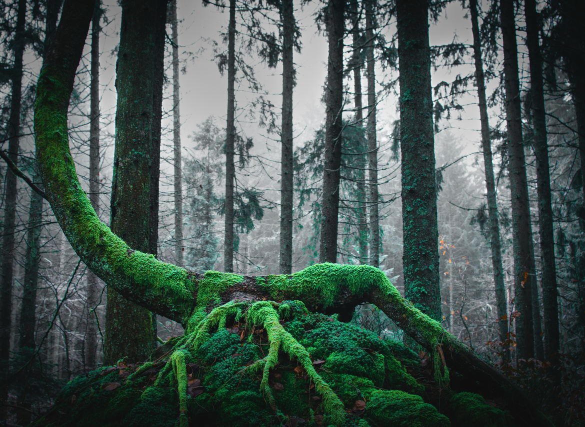 Foret en Belledonne