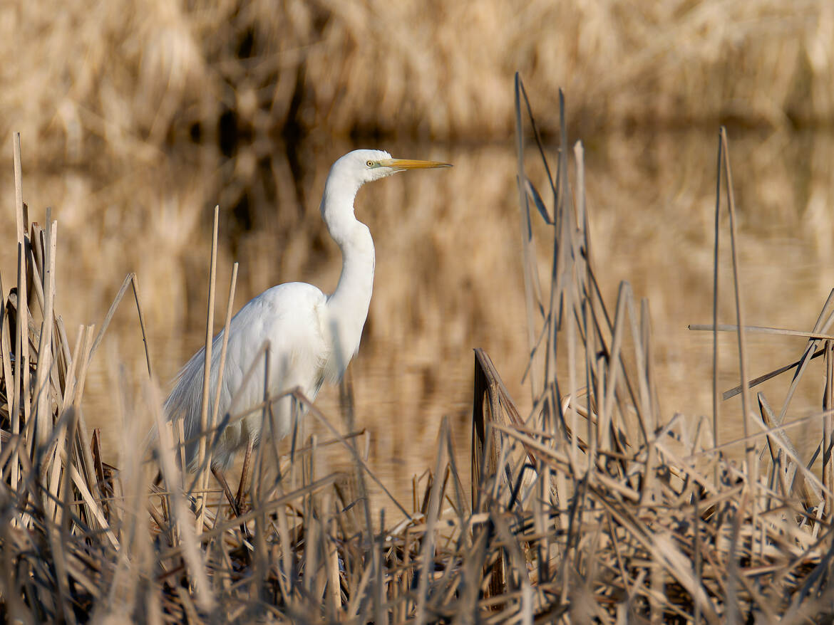 Grande aigrette