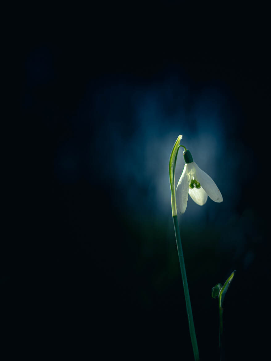 La première de l'année