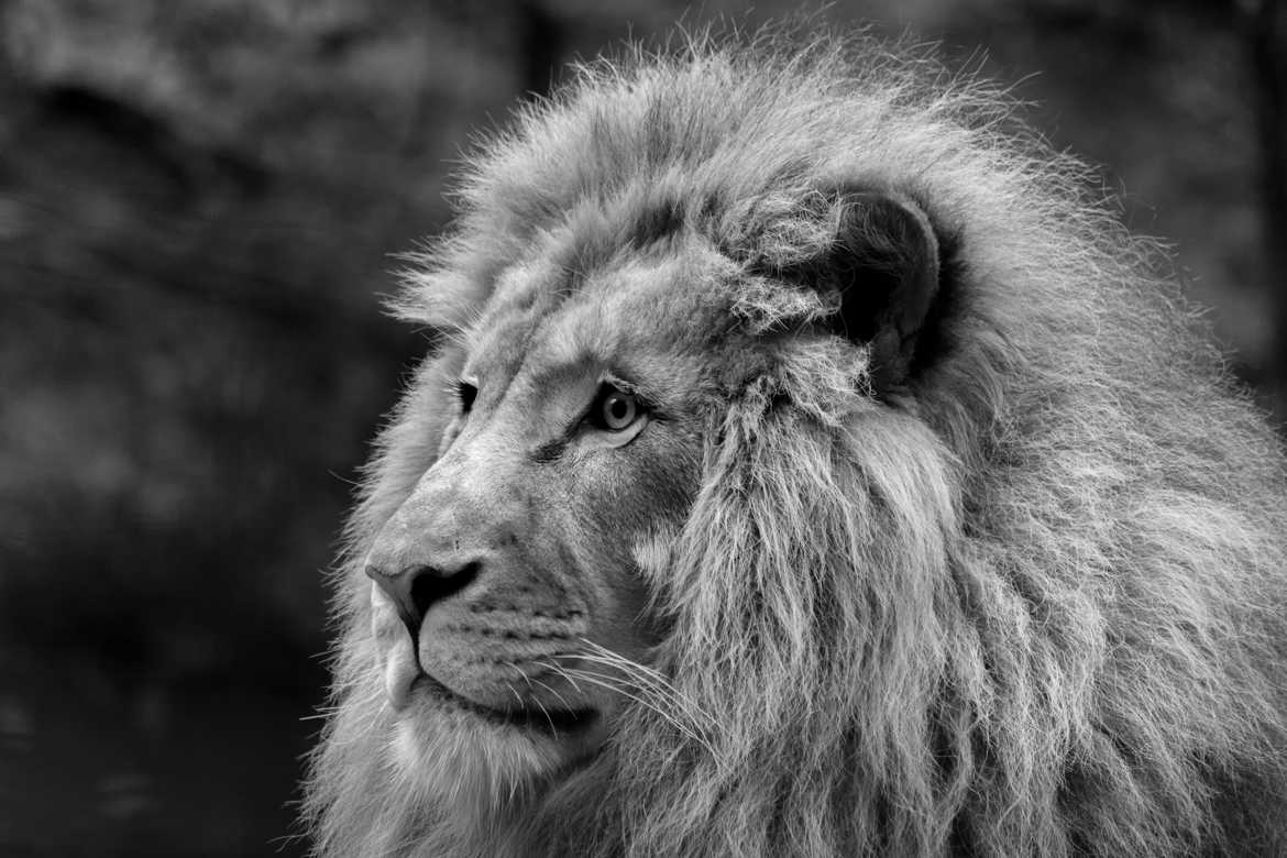 Le lion penseur