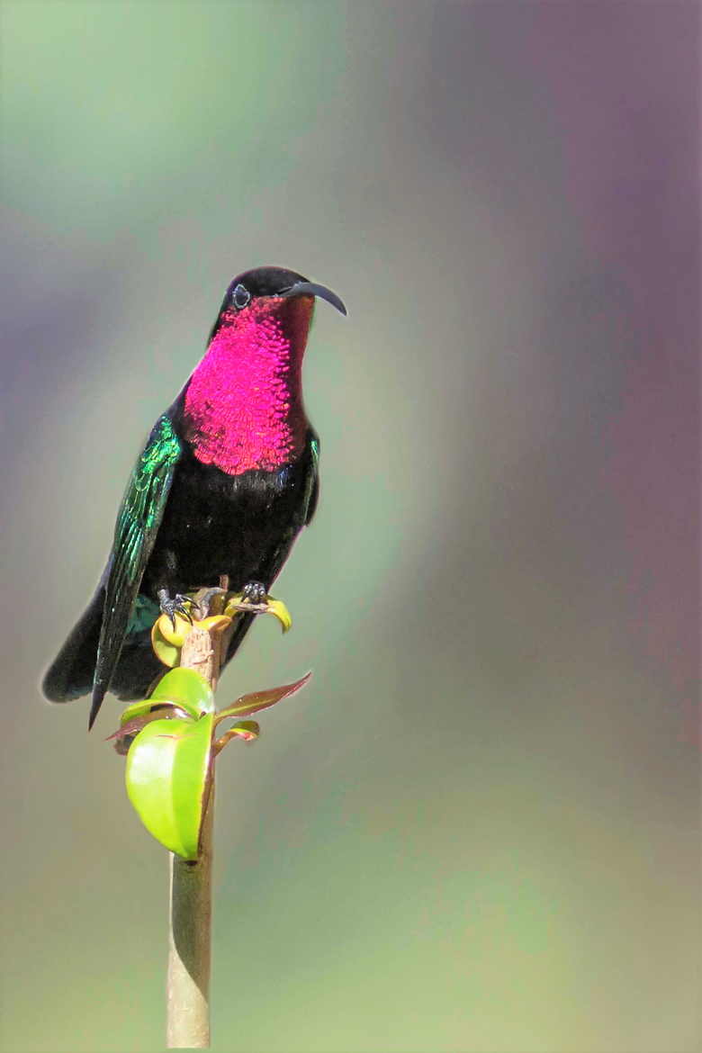 Colibri dans son milieu