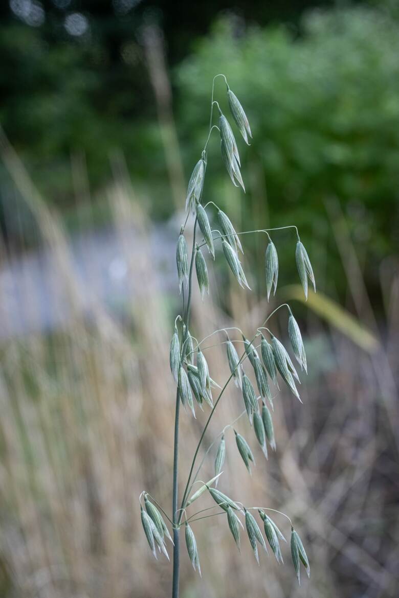 'noire de Roye'