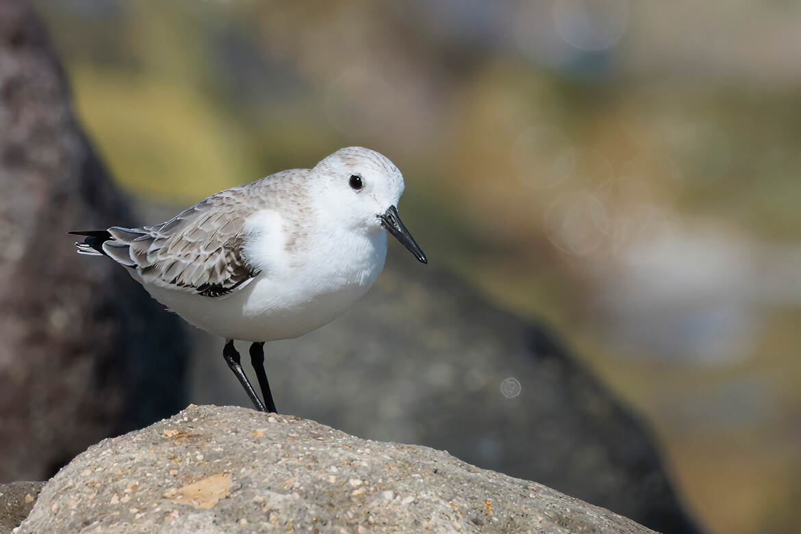 Bécasseau Sanderling