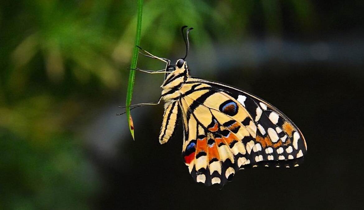 Fragile et éphémère