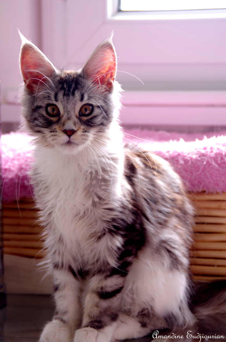 Nala Baby Maine Coon