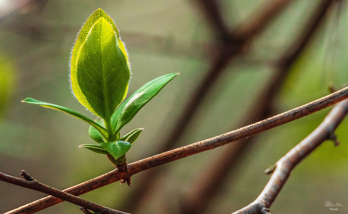 Le printemps