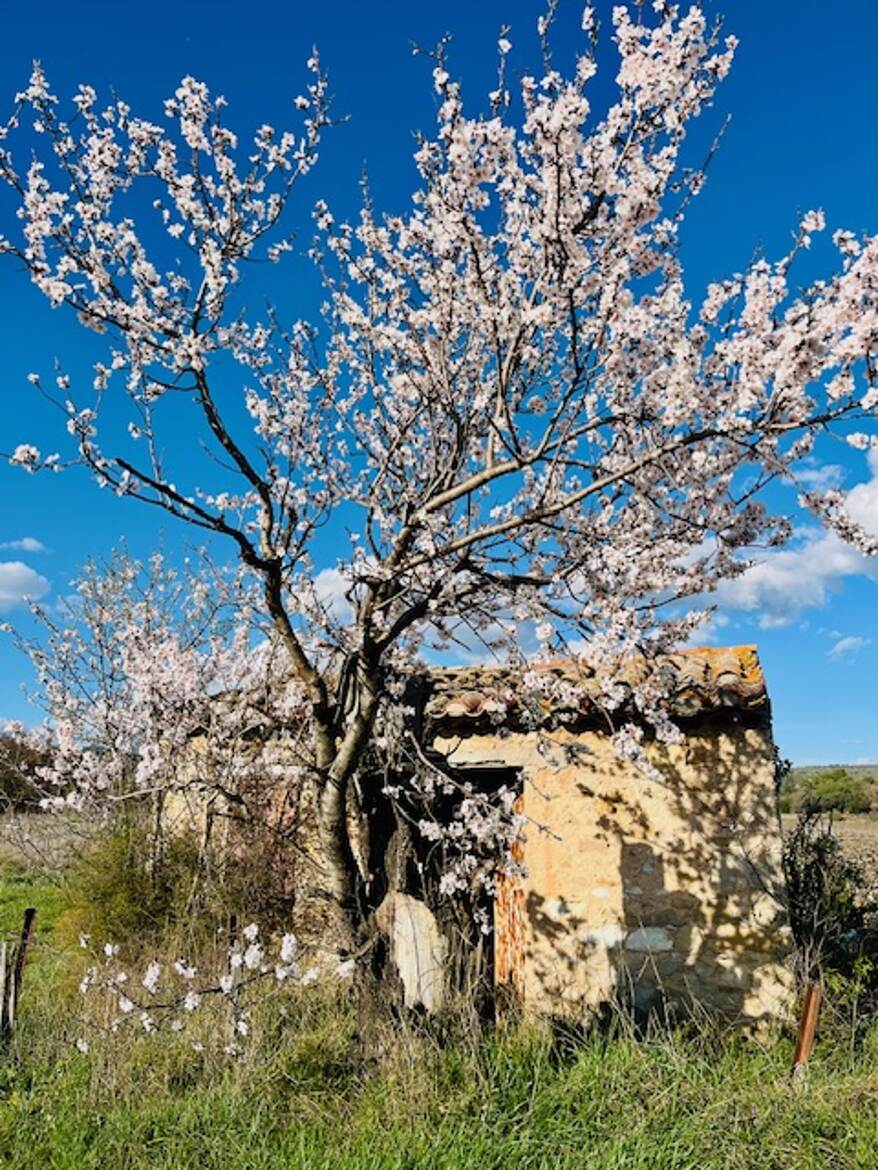 Printemps en provence