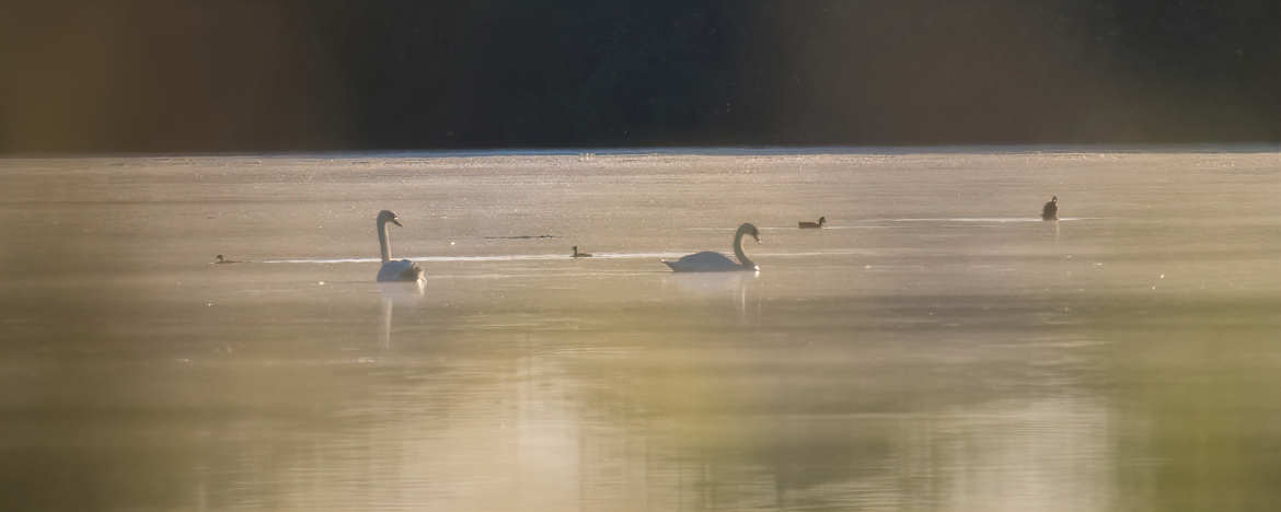 Etang au matin