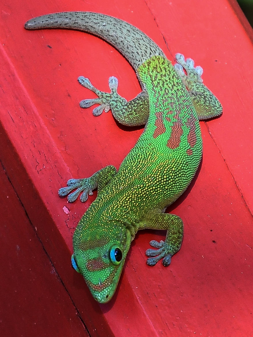 Gecko Vert