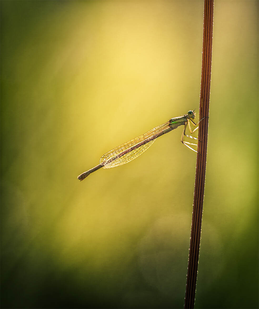 Un Brin de Sourire...
