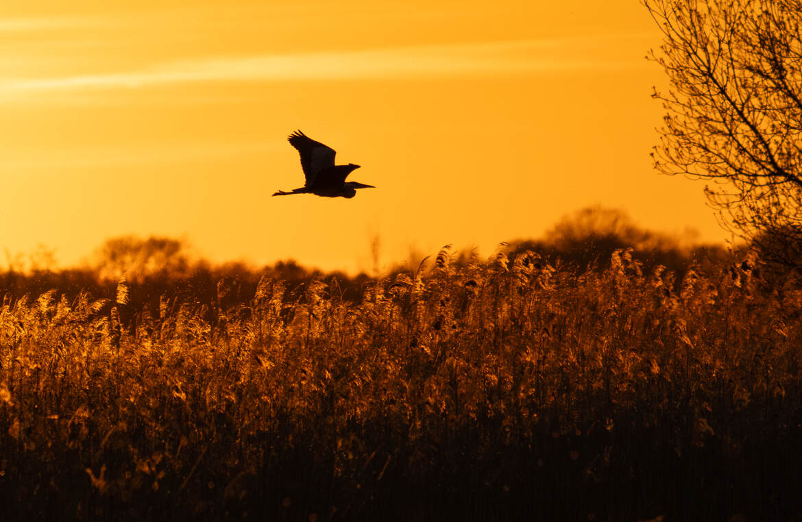 Héron cendré au soleil couchant