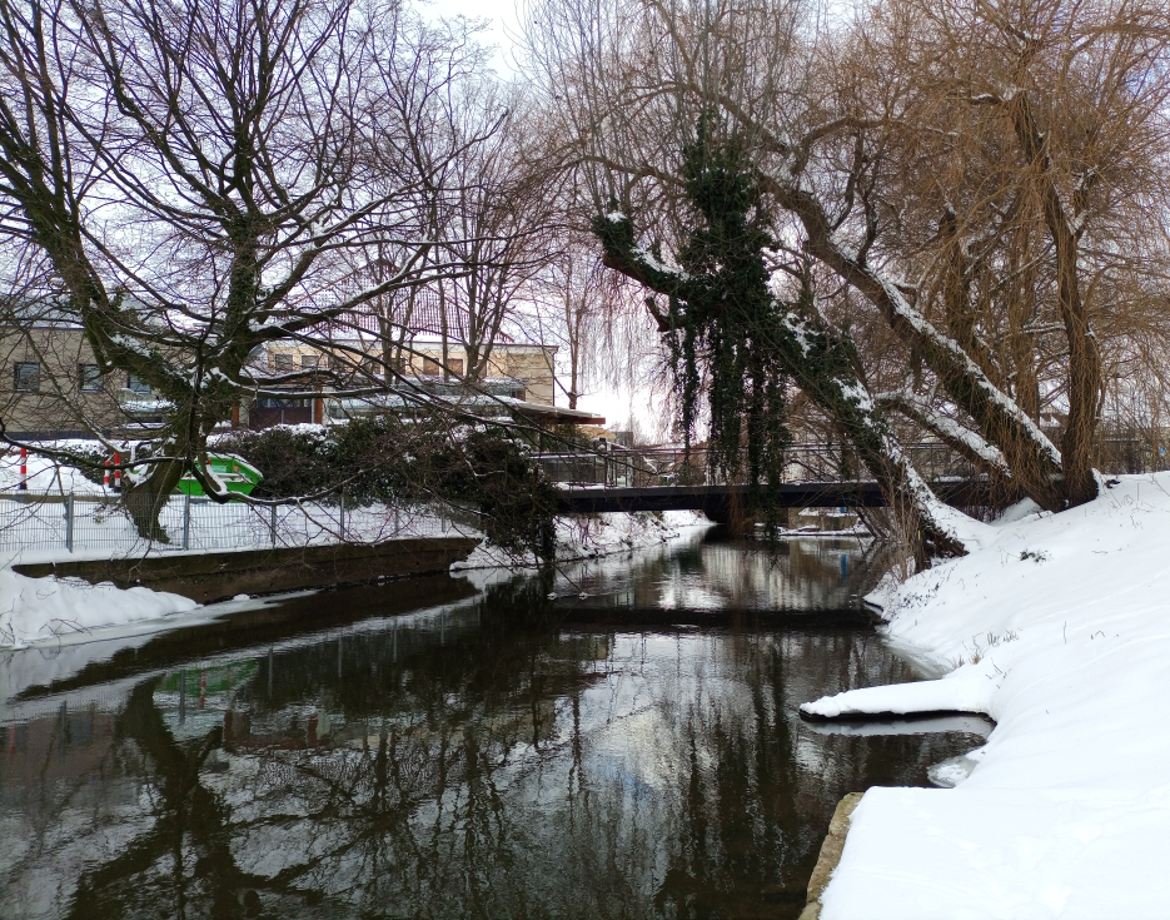 Arbres en bord de la rivière