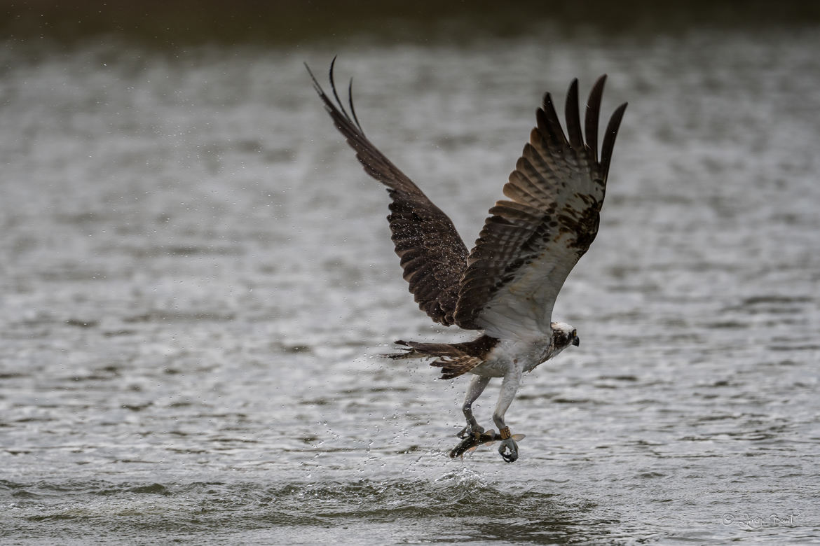 Poisson volant