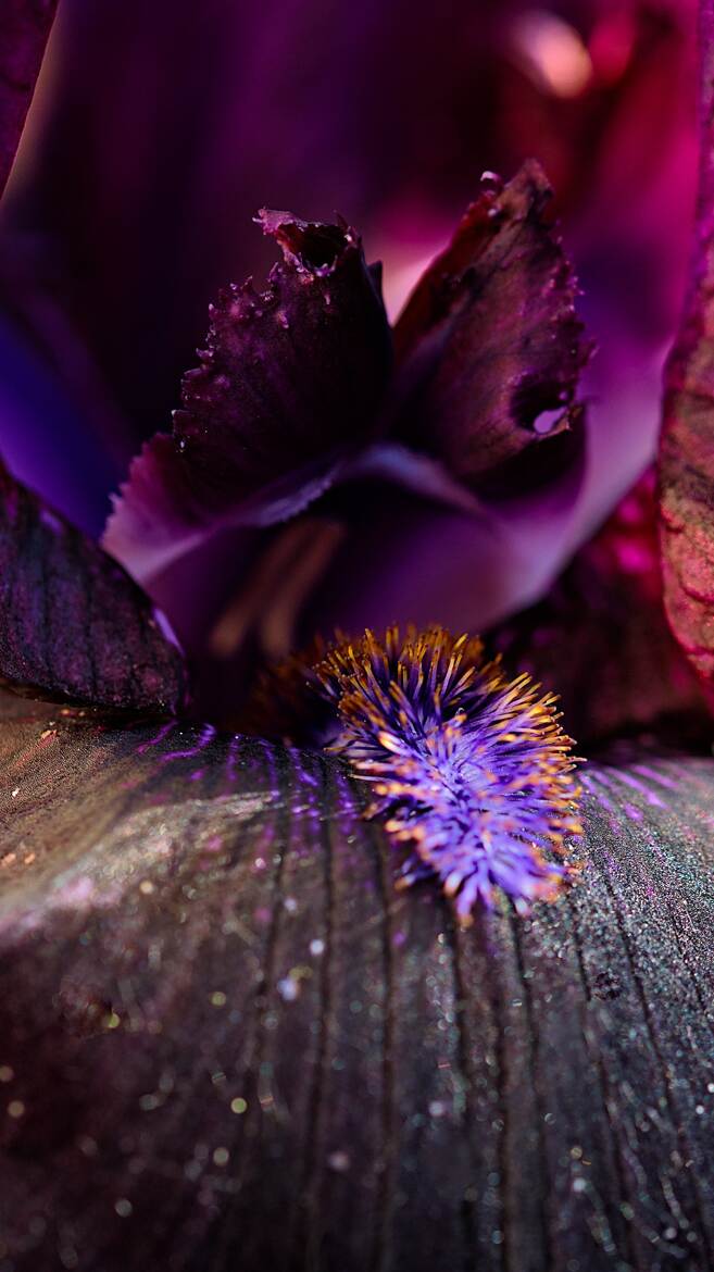 Microcosmos(2)