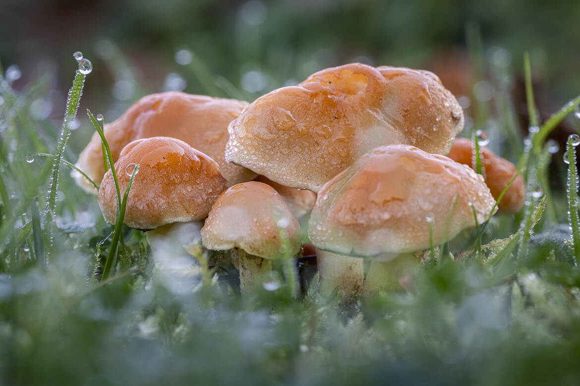 Perles d'automne