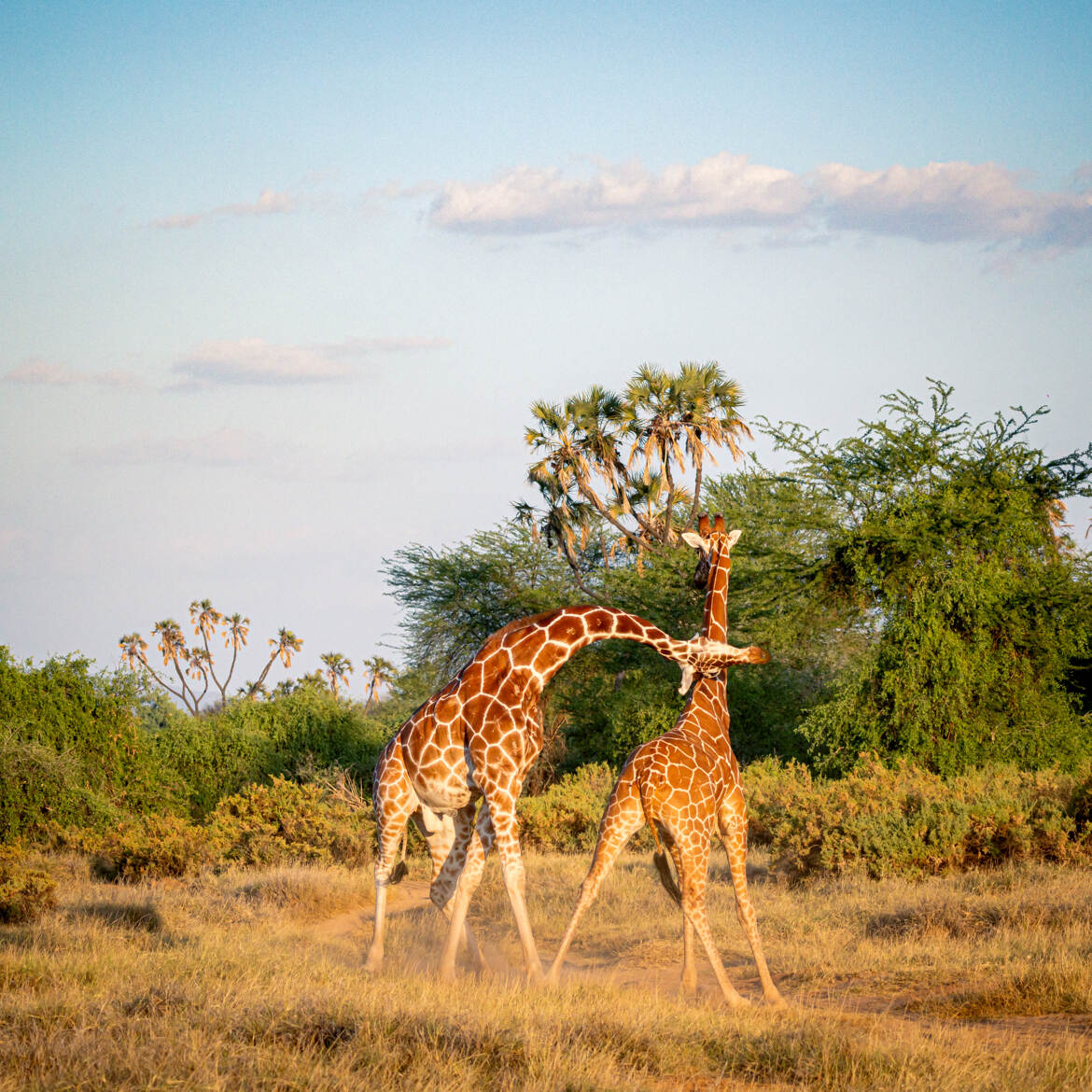 Echaufourée entre girafes