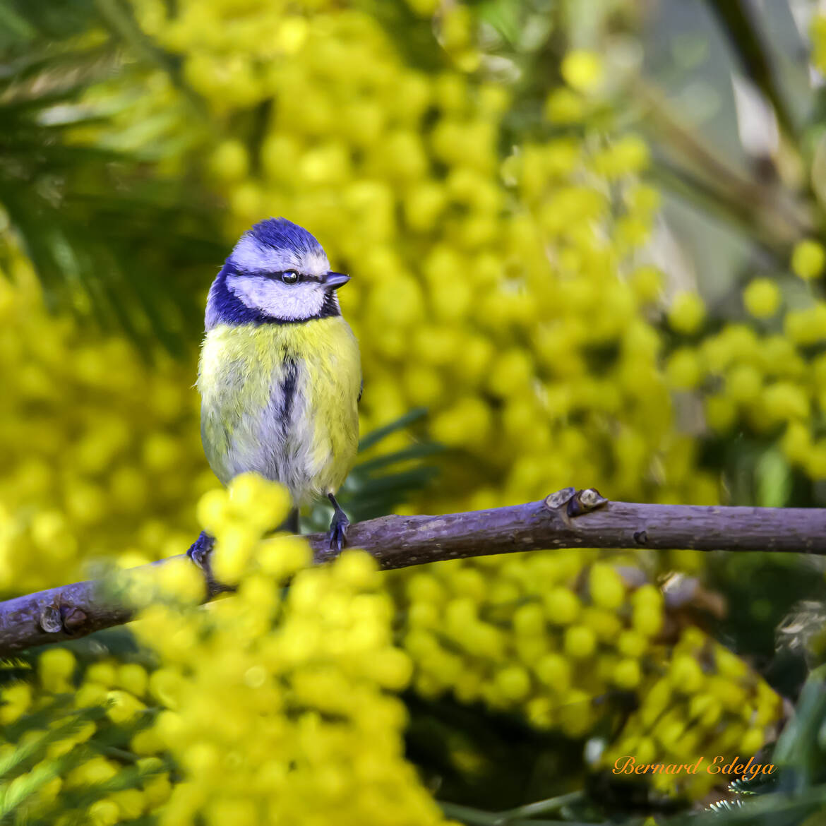 Mimosa et Mésange