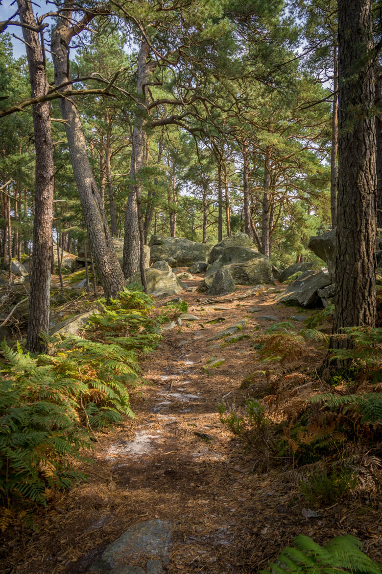 Fouillis végétal