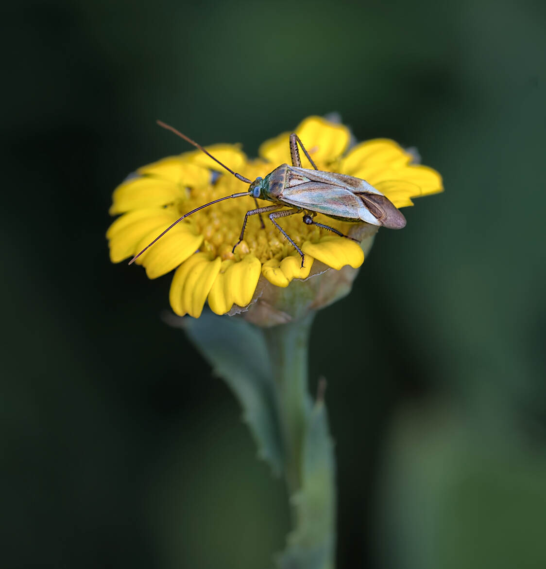 Capside de la luzerne