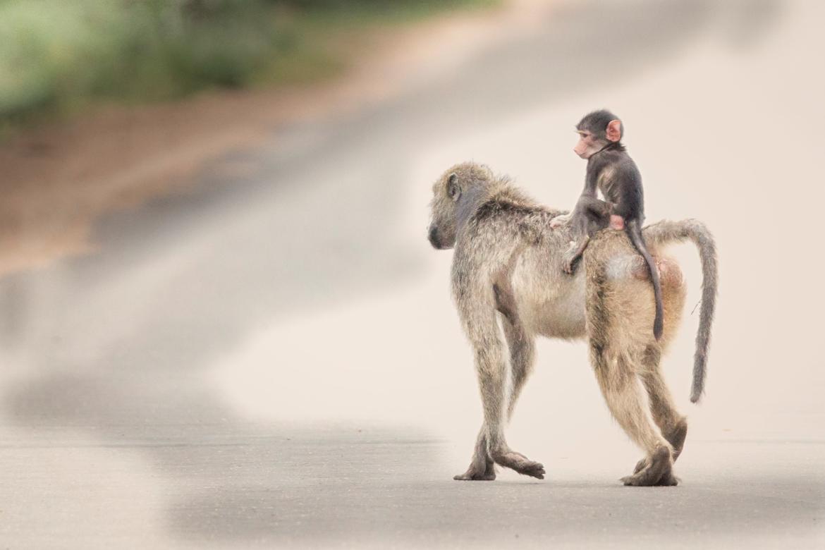 Transport maternelle